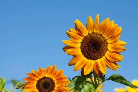 Sunflower with blue sky Stock Photos