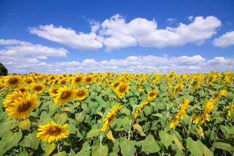 Sunflower with blue sky Stock Photos