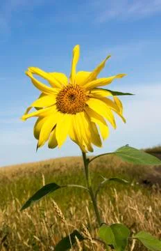 Sunflower on blue sky Stock Photos