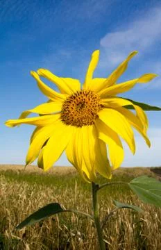 Sunflower on blue sky Stock Photos