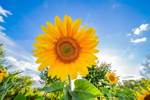 Sunflower with blue sky Stock Photos
