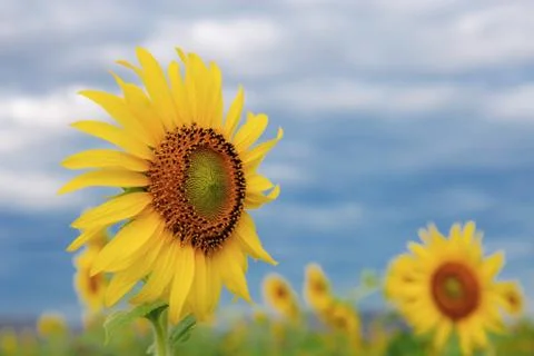 Sunflower with blue sky. Stock Photos