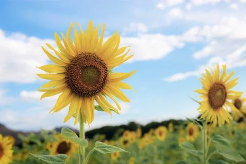 Sunflower with blue sky. Stock Photos