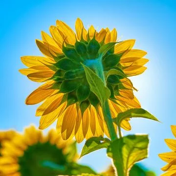 Sunflower on blue sky Stock Photos