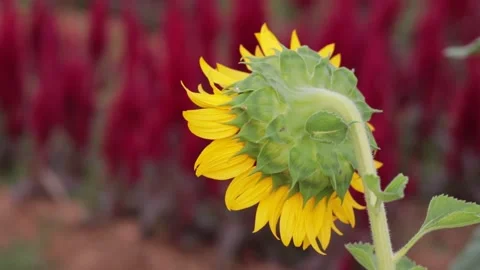Sunflower with blur background Stock Footage 171763169