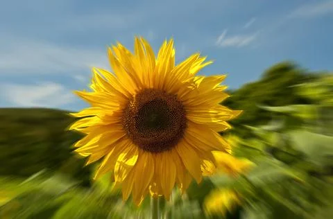 Sunflower on blur background Stock Photos