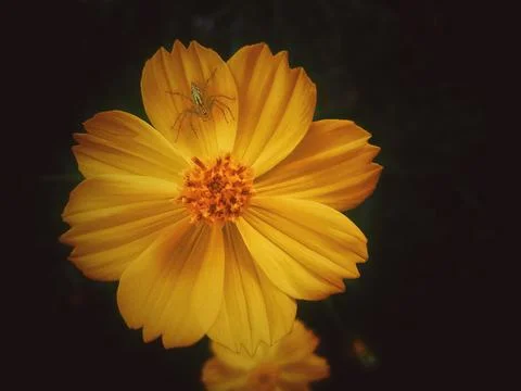 Sunflower in blur background Stock Photos