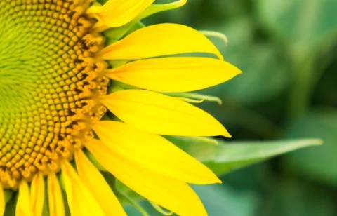 Sunflower with blur background, selective focus Stock Photos