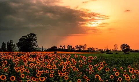 Sunflower blurred background Stock Photos