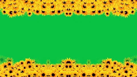 Sunflower Border Background Stock Footage 284405695
