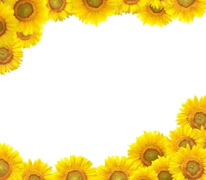 Sunflower border isolated on white Stock Illustration