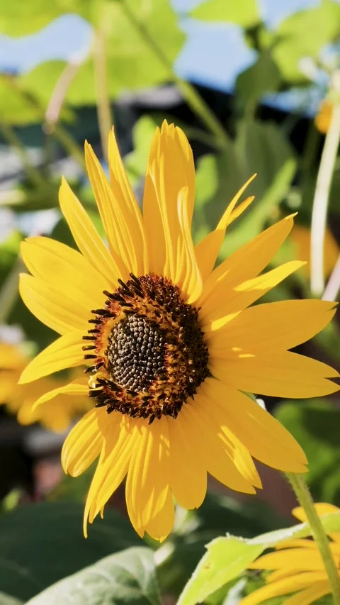 Sunflower Bouncing in the Warm Summer Wind Vertical Video Stock Footage 332029926