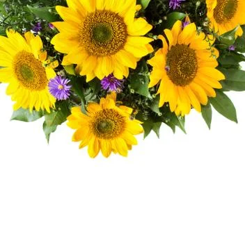 Sunflower bouquet background Stock Photos