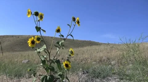 Sunflower in breeze 2 Video stock 9253699