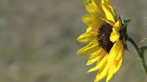 Sunflower in breeze Stock Footage 9253545