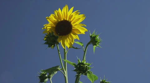 Sunflower in Breeze Stock Footage 35290652