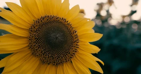 Sunflower in the breeze Stock Footage 92480617