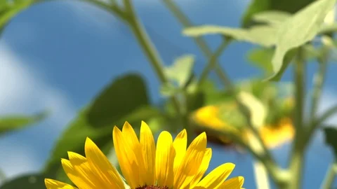 Sunflower in breeze Tilt down w blue sky and green leaves Close Stock Footage 95140761