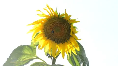 Sunflower in a breeze of wind Video stock 40513040