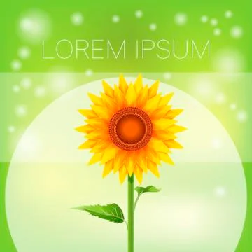 Sunflower bright banner Stock Illustration