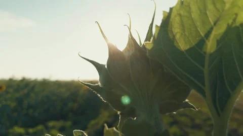Sunflower bright sunset rays, growing golden sunflower, young sunflower bed Stock Footage 293672796