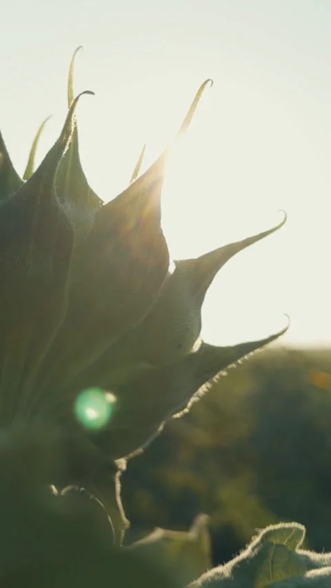 Sunflower bright sunset rays, growing golden sunflower, young sunflower bed Video stock 298016782