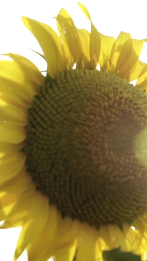 Sunflower with Bright Yellow Petals and a Dark Center, Lit by Soft Light at.. Video stock 296445823