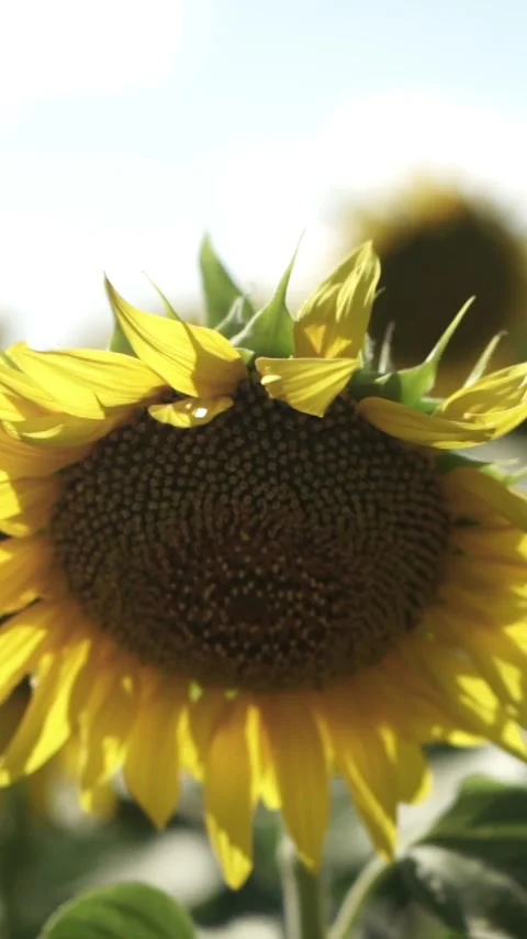 Sunflower with Bright Yellow Petals and a Dark Center, Lit by Soft Light at.. Stock Footage 296445826