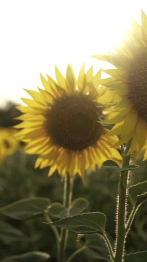 Sunflower with Bright Yellow Petals and a Dark Center, Lit by Soft Light at.. Video stock 296445841