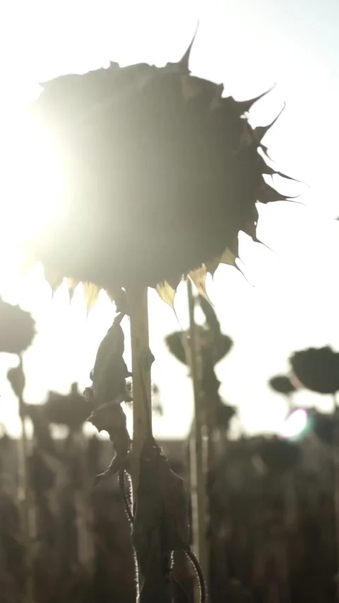 Sunflower with Bright Yellow Petals and a Dark Center, Lit by Soft Light at.. 스톡 동영상 296445842