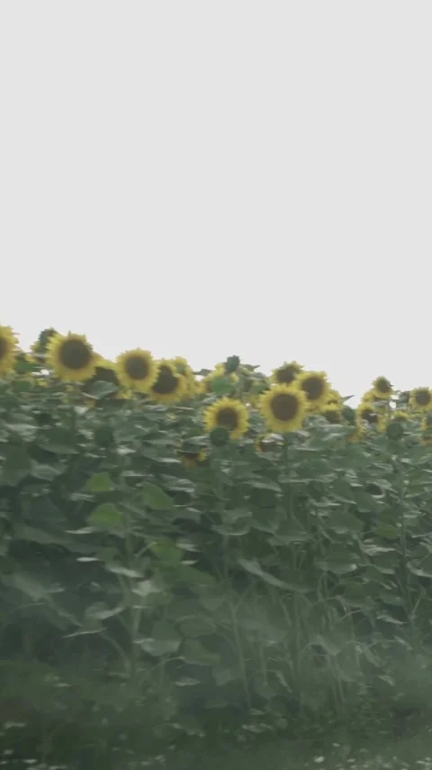 Sunflower with Bright Yellow Petals and a Dark Center, Lit by Soft Light at.. 스톡 동영상 296445843