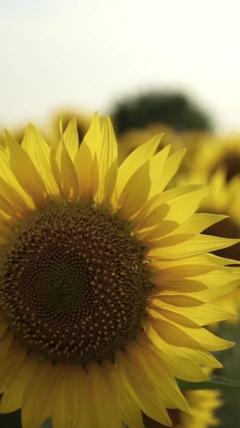 Sunflower with Bright Yellow Petals and a Dark Center, Lit by Soft Light at.. Видео 296445844