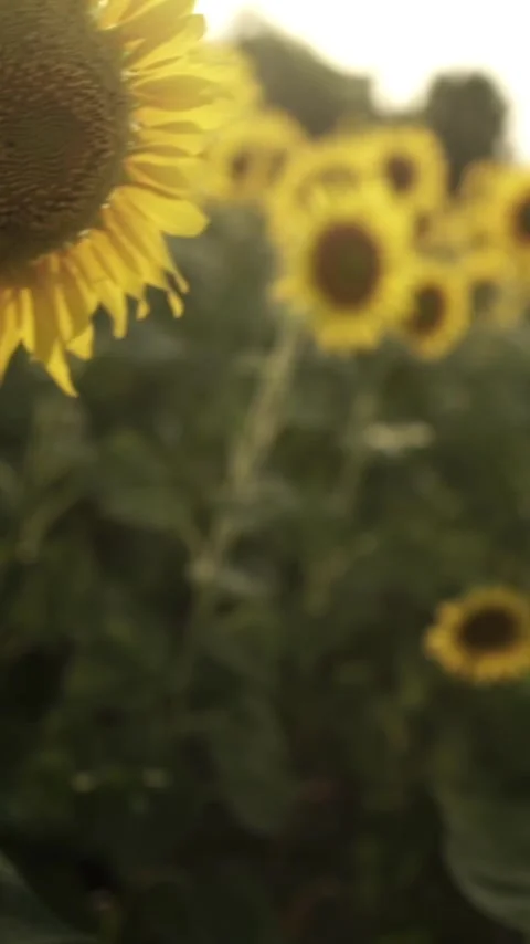 Sunflower with Bright Yellow Petals and a Dark Center, Lit by Soft Light at.. 스톡 동영상 296445856