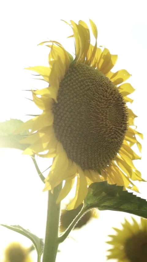 Sunflower with Bright Yellow Petals and a Dark Center, Lit by Soft Light at.. 스톡 동영상 296445858