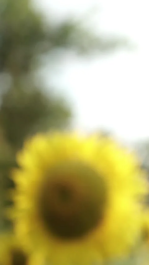 Sunflower with Bright Yellow Petals and a Dark Center, Lit by Soft Light at.. Stock Footage 296445860
