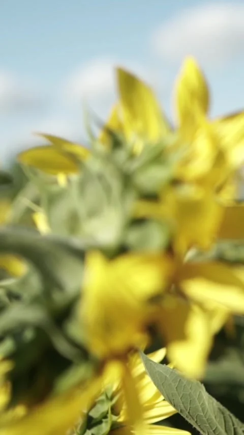 Sunflower with Bright Yellow Petals and a Dark Center, Lit by Soft Light at.. 스톡 동영상 296445878