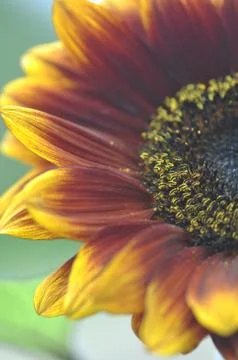 Sunflower Brown and Yellow Stock Photos