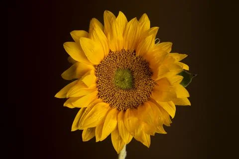 Sunflower on a brown background Foto stock