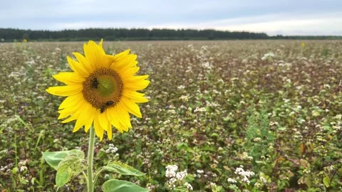 Sunflower in a buckwheat field Stock Footage 247489362