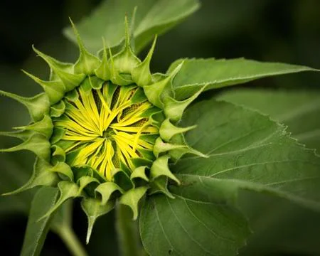 A sunflower bud about to bloom 写真素材