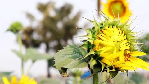 Sunflower bud With background Traffic Stock Footage 107295194