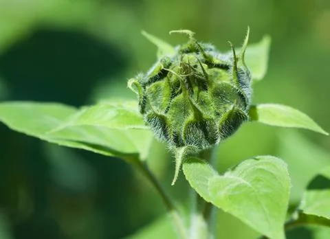 Sunflower bud close up Stock Photos