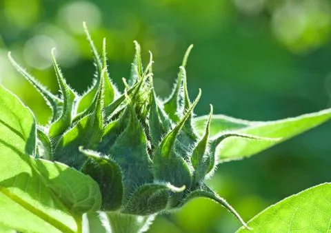 Sunflower bud closeup Stock Photos