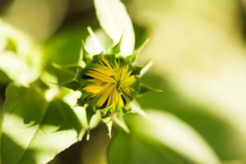 Sunflower Bud Closeup Foto stock