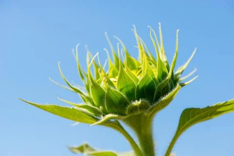 Sunflower bud facing the sun Stock Photos