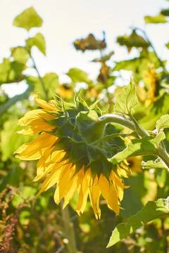 Sunflower bud in the field from the back Stock Photos