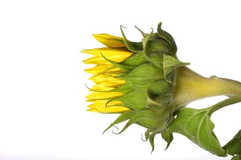 Sunflower bud Stock Photos