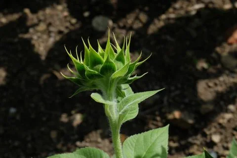 Sunflower bud Stock-Fotos