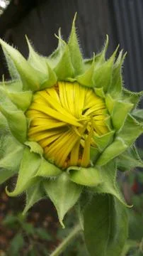 Sunflower bud Stock Photos