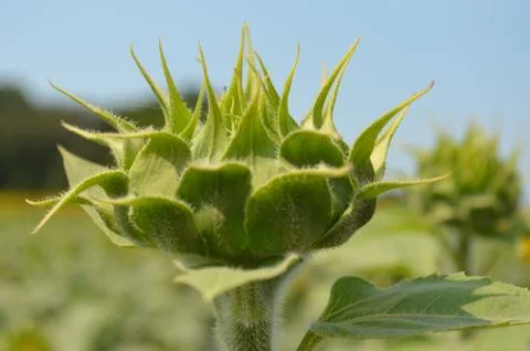 Sunflower bud Foto stock